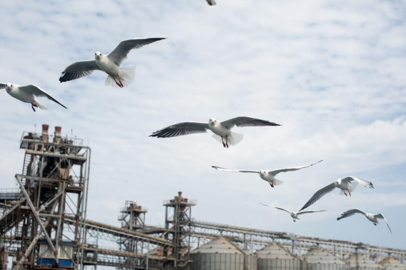 Seagulls hovering in the sky above an industrial plant
