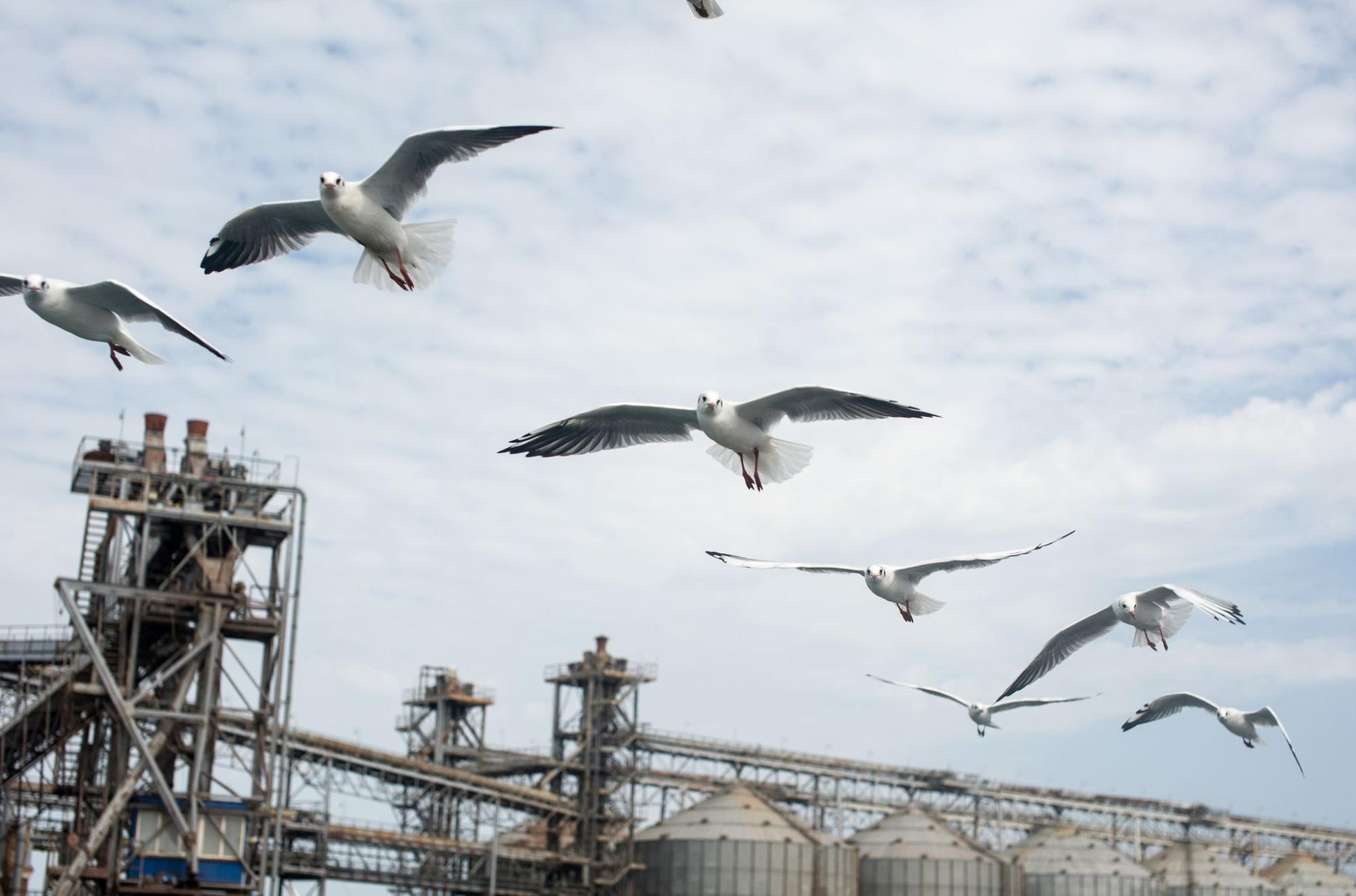 Understanding Different Types of Seagulls and How to Deter Them