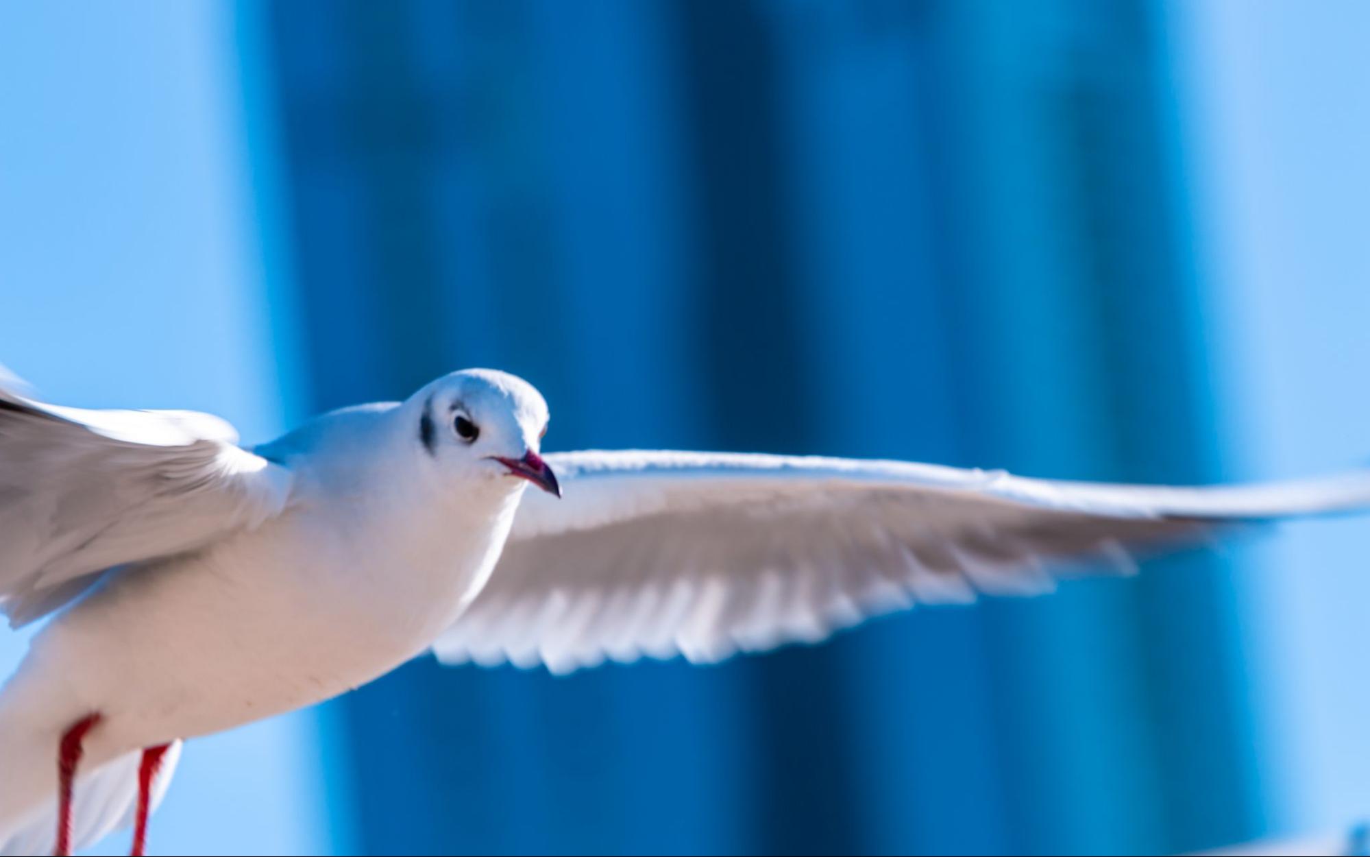 Bird flying with a building in the background.
