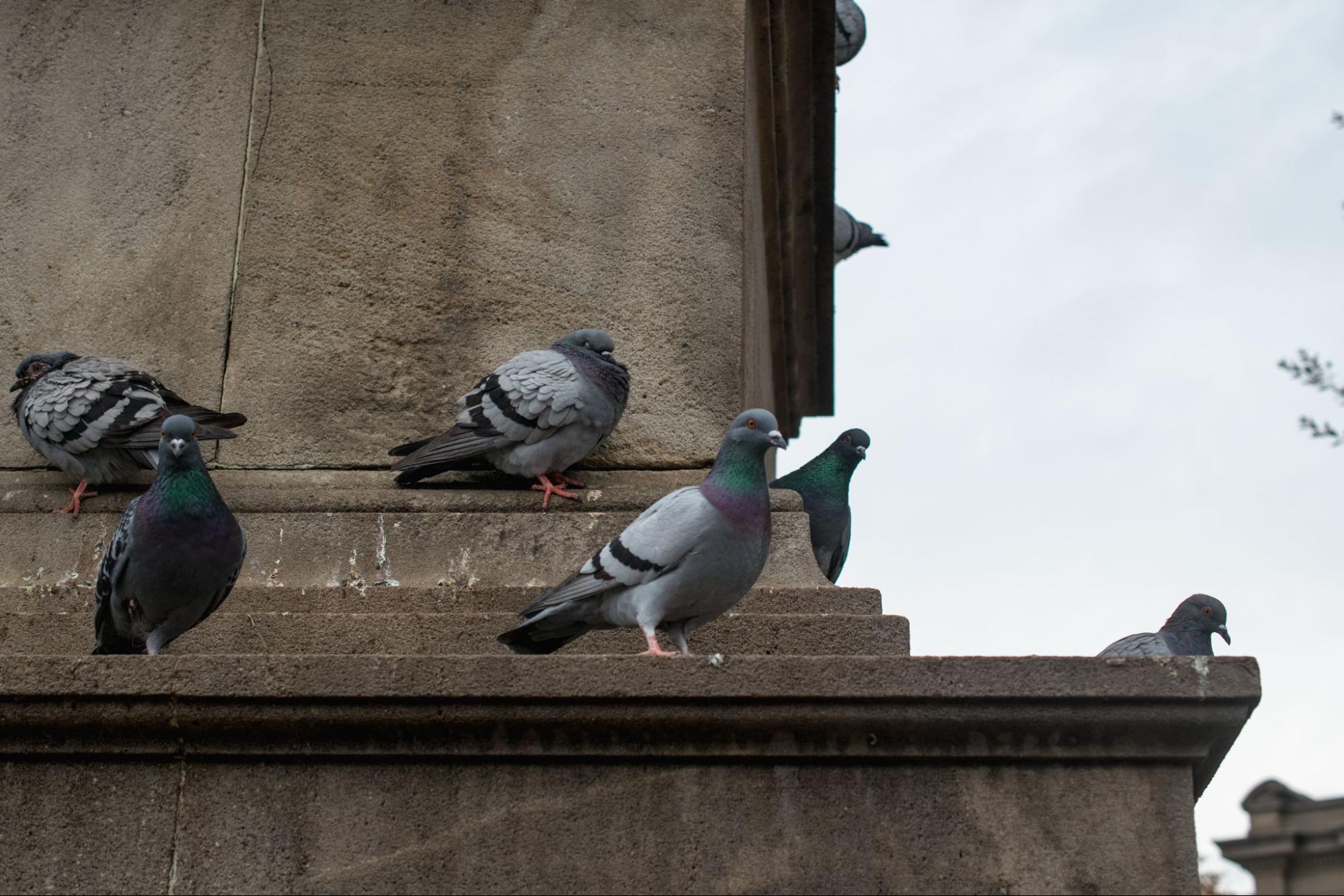 Flock of pigeons perched on a concrete building ledge