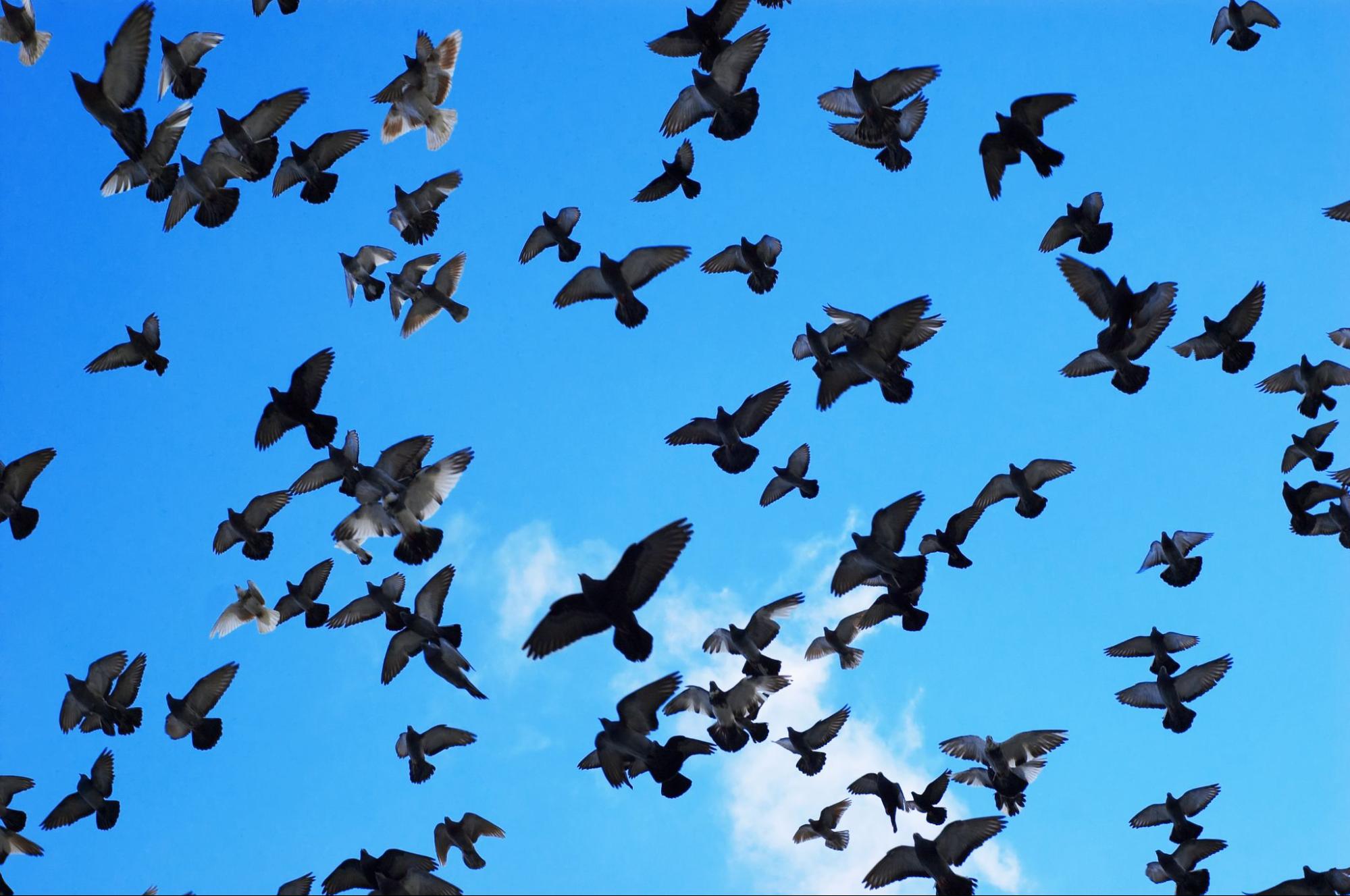 Upward angle of bird from below.