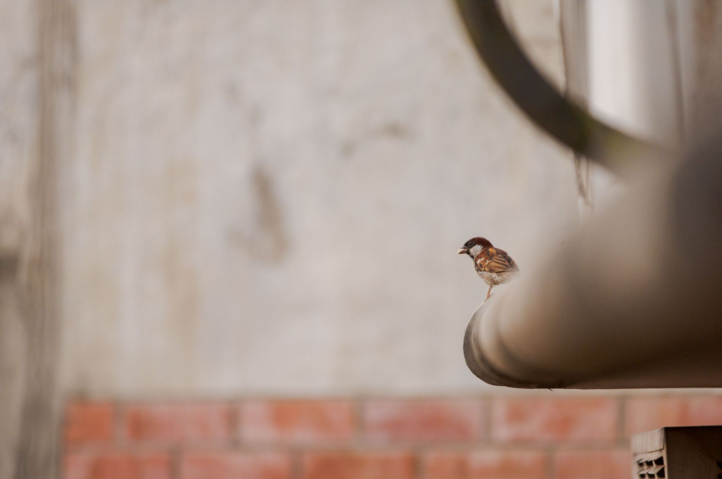 Small bird perched calmly on an indoor pipe within a commercial building interior