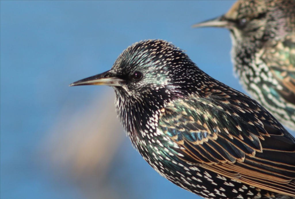 Close-up of two starlings perched side by side against a soft, blurred blue background