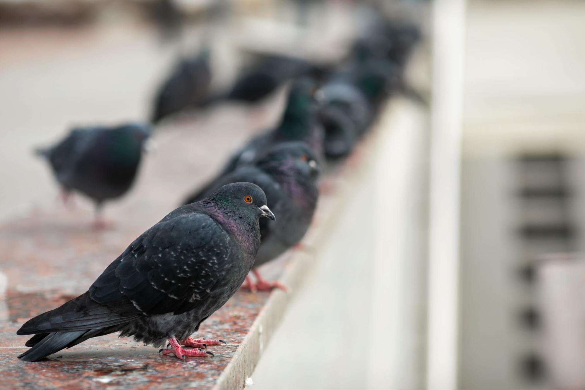 Flock of pigeons resting on a rooftop, a potential sign of infestation and need for bird control