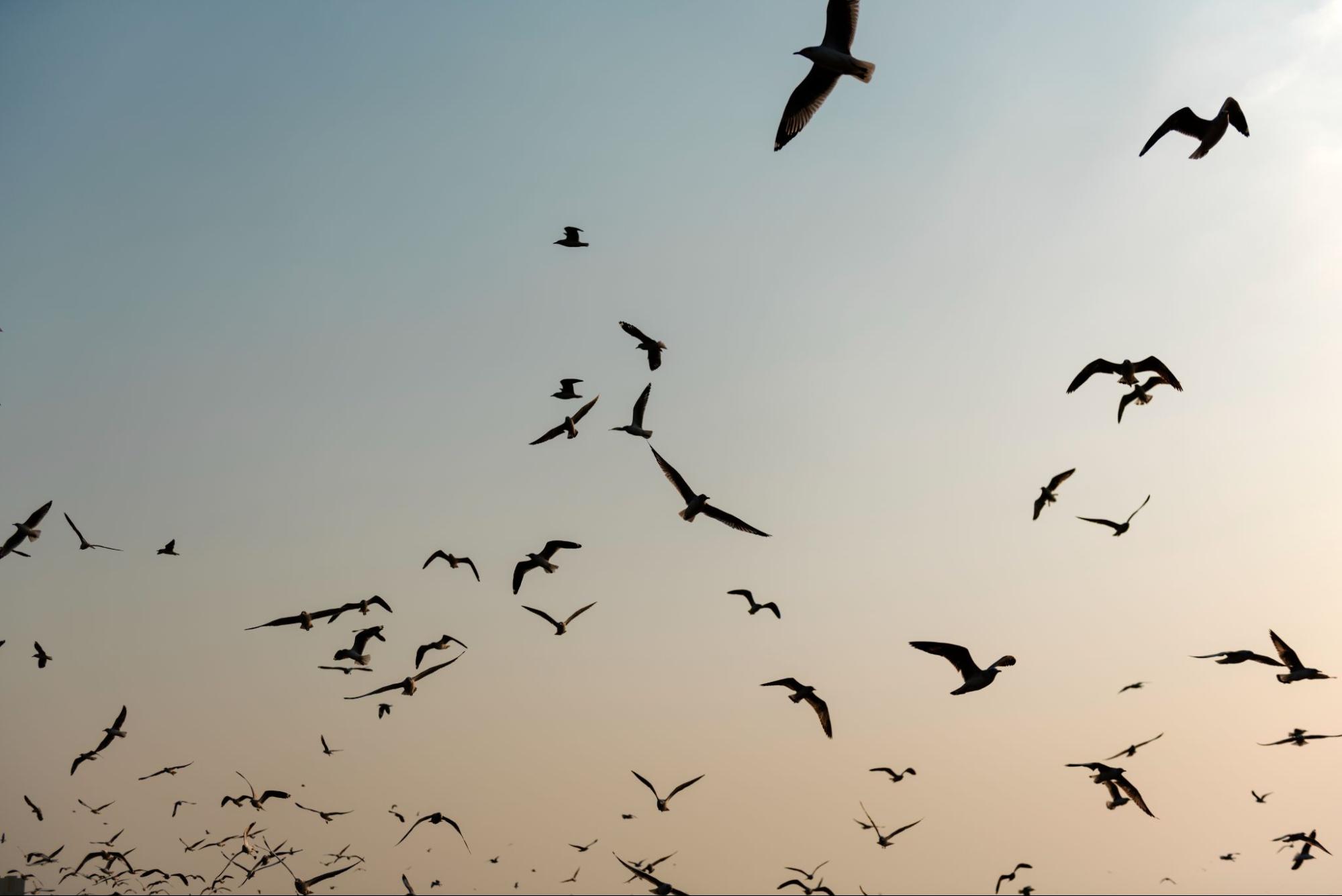Flock of birds flying in the sky at dusk.
