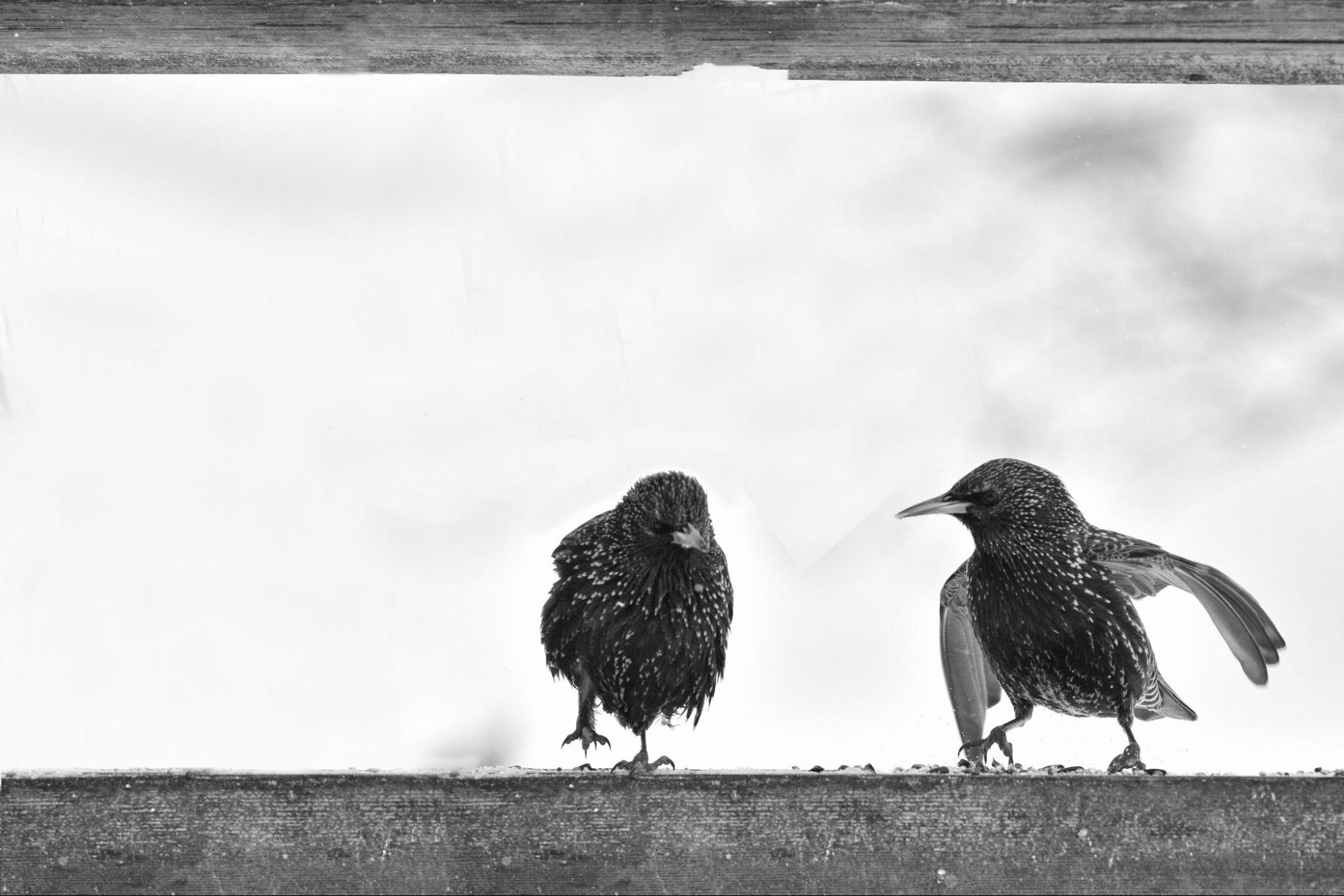 Two starling birds perched on a weathered wooden railing, facing each other against a light background.