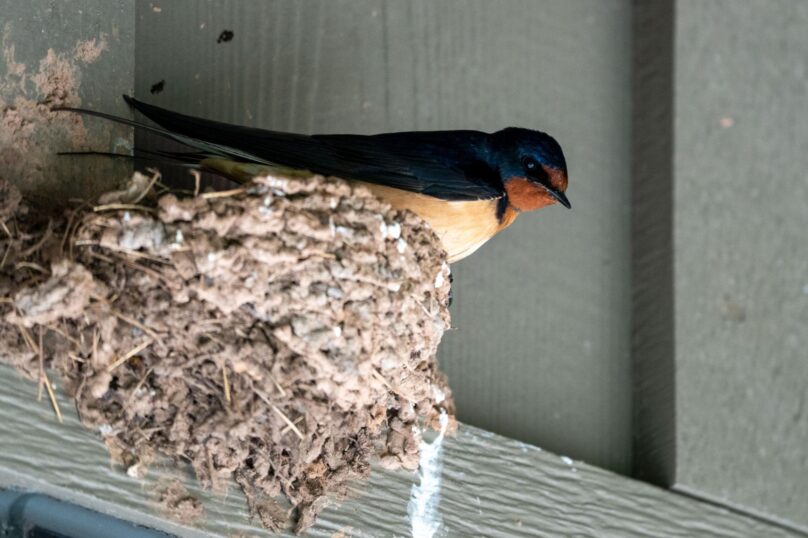 Swallow bird resting at a mud nest attached to a concrete building wall