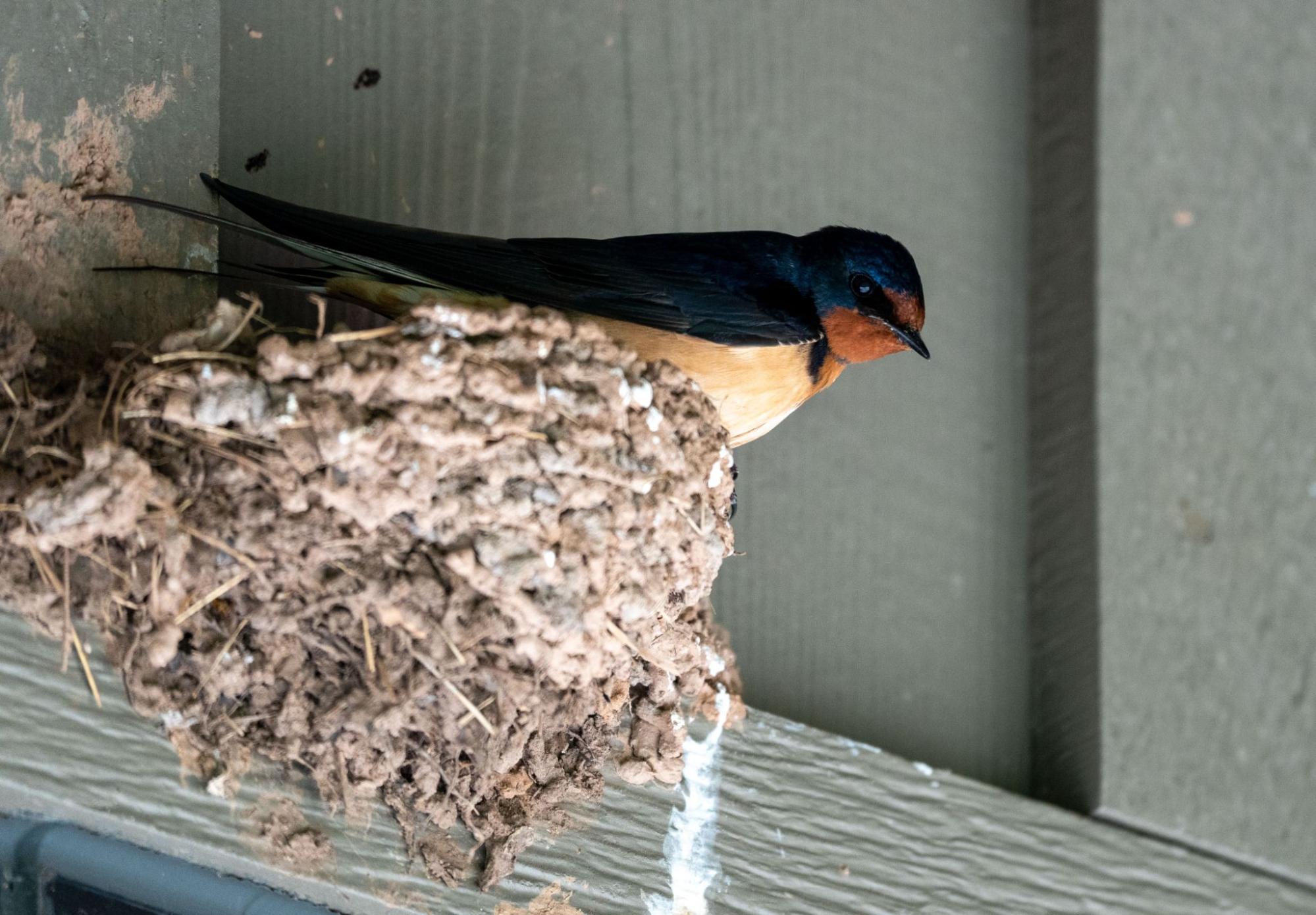 Understanding the Best Swallow Bird Deterrent