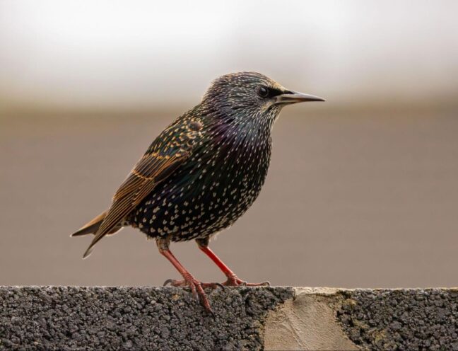 Starling perched on a concrete ledge in a commercial urban environment