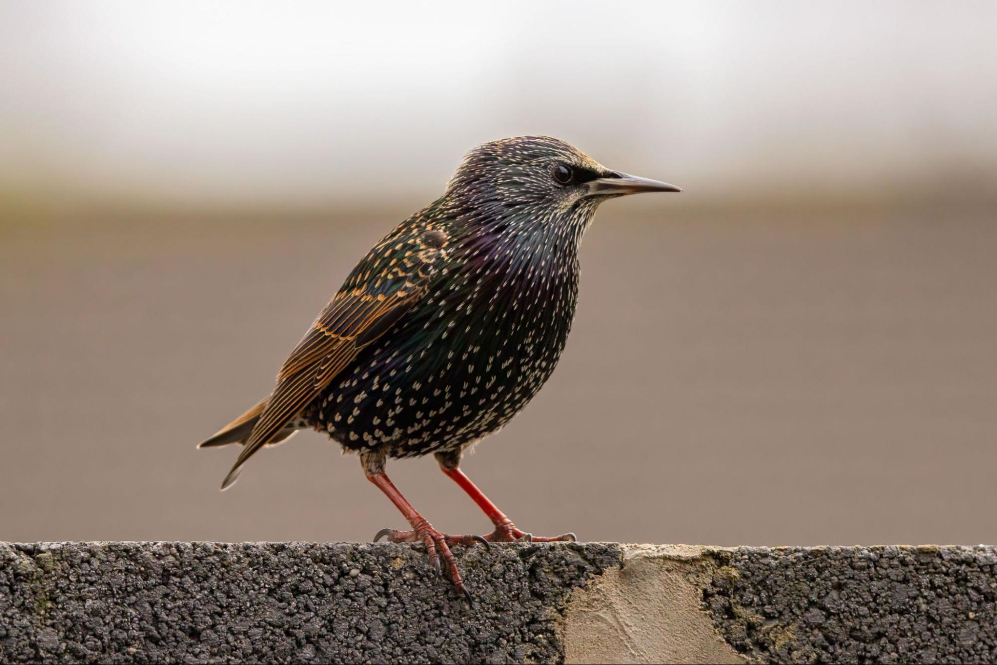 What Commercial Property Owners Should Know About Starlings