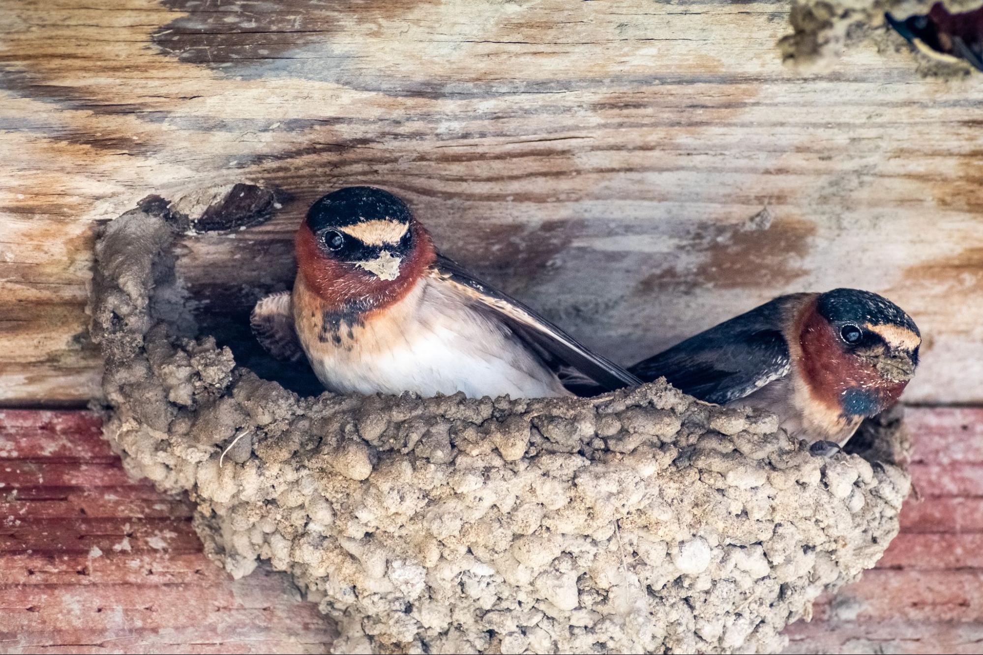 Two swallows resting inside their nest attached to a structure