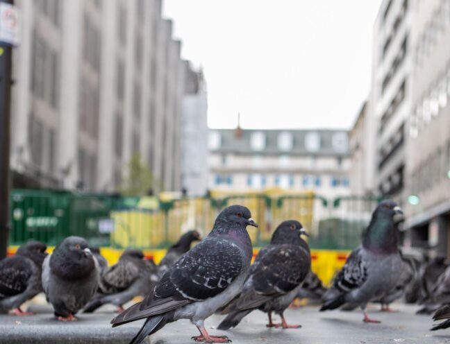 Close-up of pigeons on a city street, highlighting the need for bird control in urban areas