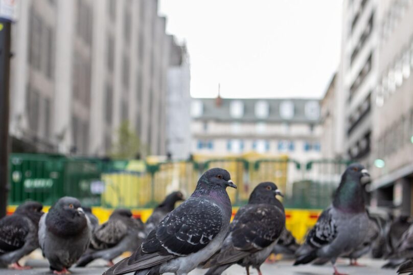 Close-up of pigeons on a city street, highlighting the need for bird control in urban areas