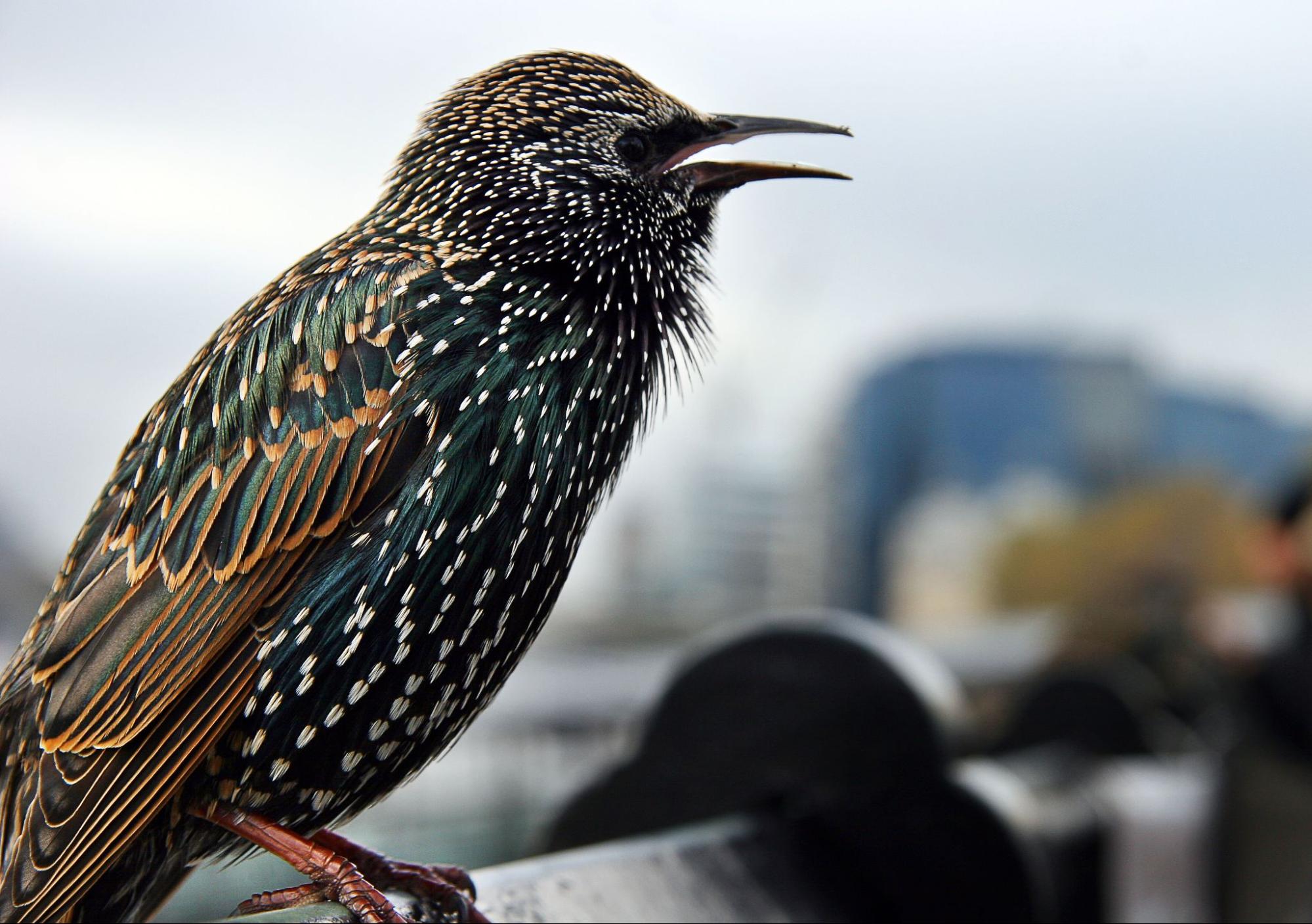 Close-up of a starling with iridescent green-black plumage and white spots, beak open on a railing.