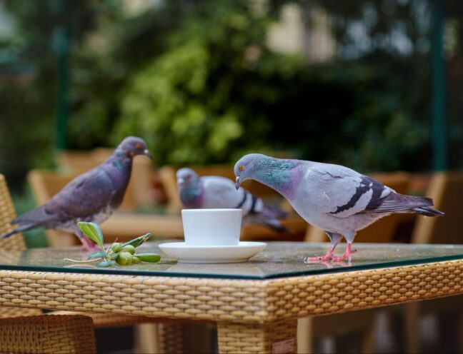 Pigeons surrounding a coffee cup and olive sprig on an outdoor café table, highlighting bird activity in commercial spaces