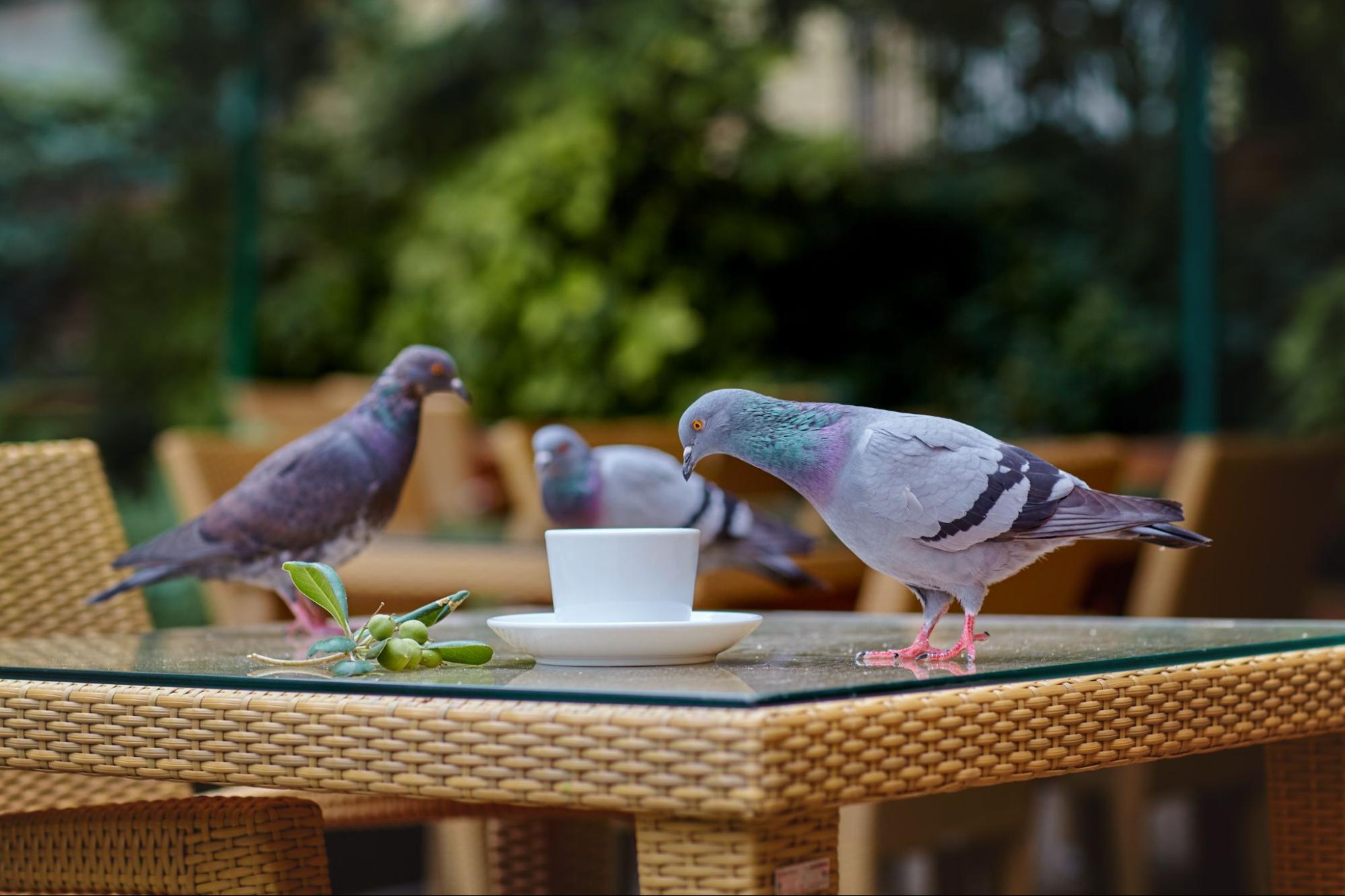 When Are Birds Most Active?
