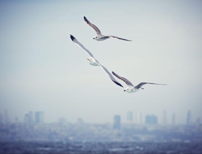 Seagulls flying across a cloudy sky above a commercial city skyline on the horizon