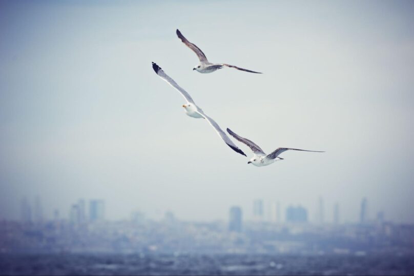 Seagulls flying across a cloudy sky above a commercial city skyline on the horizon