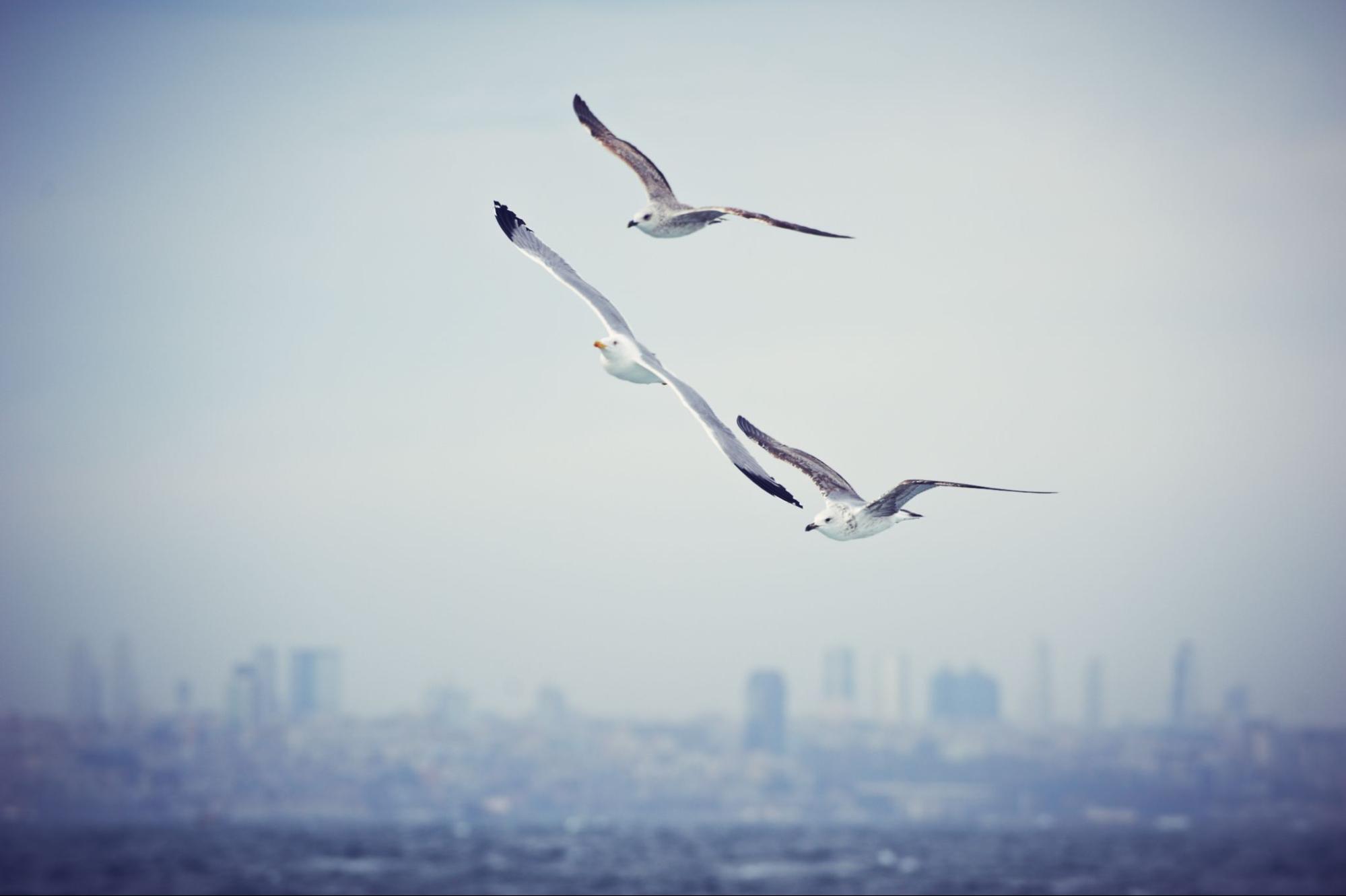 What is Bird Trapping?