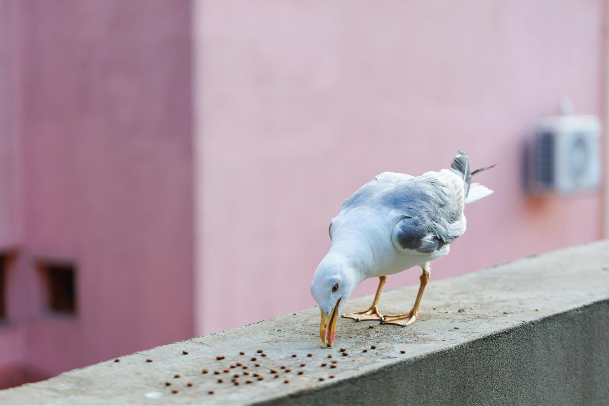 Seagull feeding on seeds along a concrete building ledge, showing active bird activity in urban spaces.