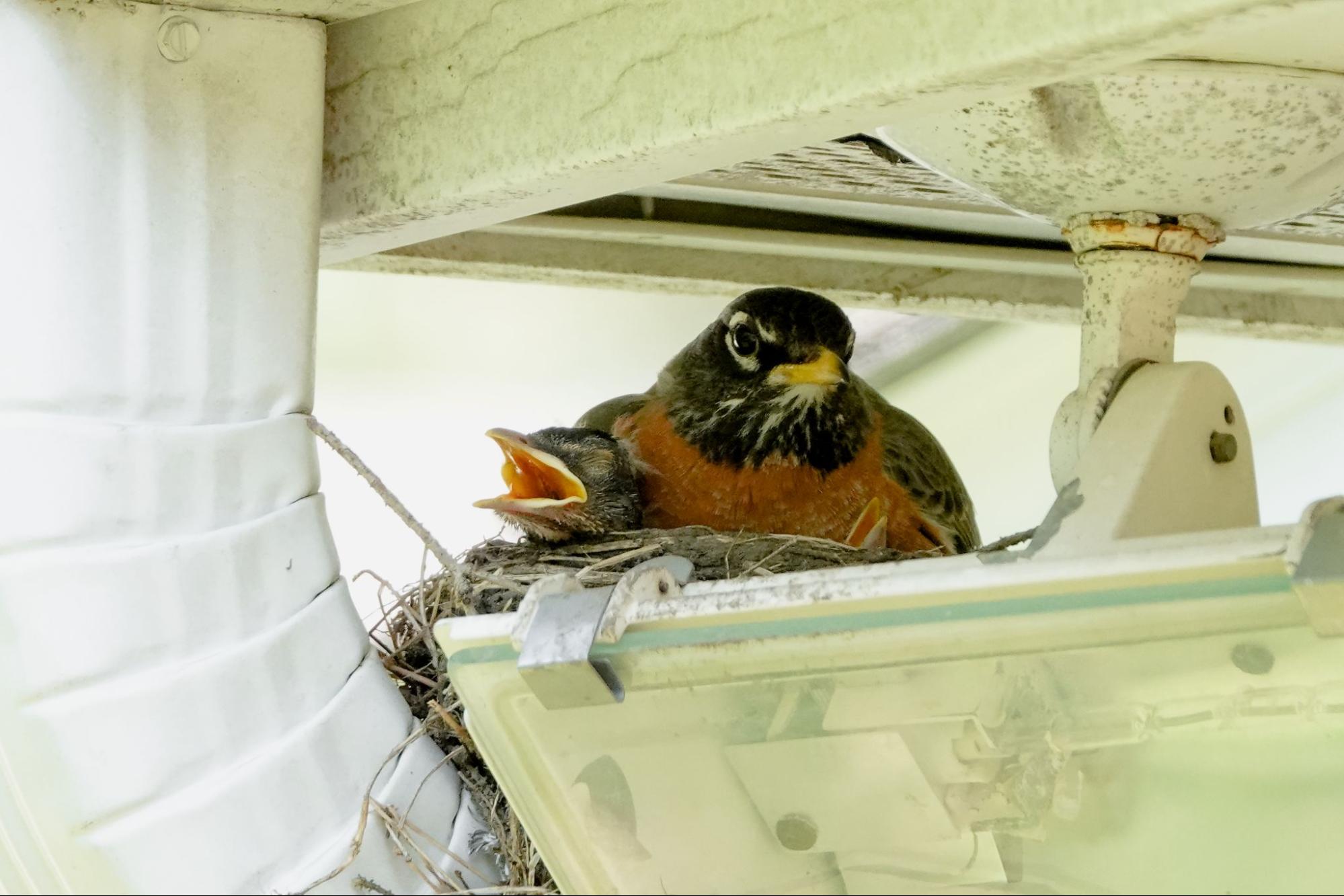 Robin family nesting under an urban structure, showing bird activity in sheltered building spaces