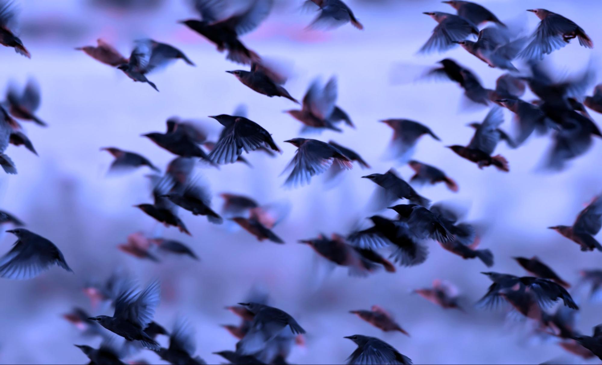 Close view of a flock of birds.
