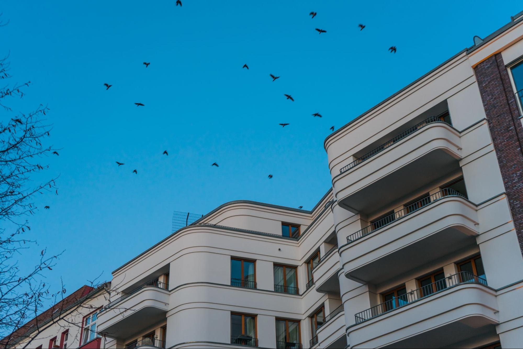 Why Hospitals Should Hire a Professional Bird Removal Company
