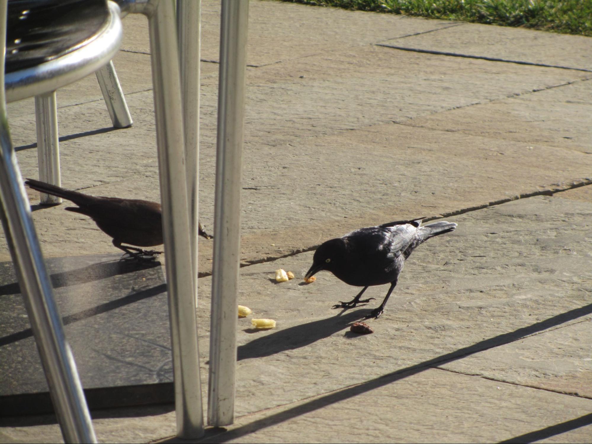 Crows eating food crumbs on the ground outside a cafe