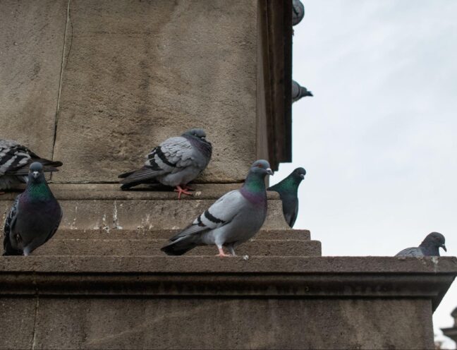 Pigeons roosting on concrete building ledges that could benefit from bird spikes