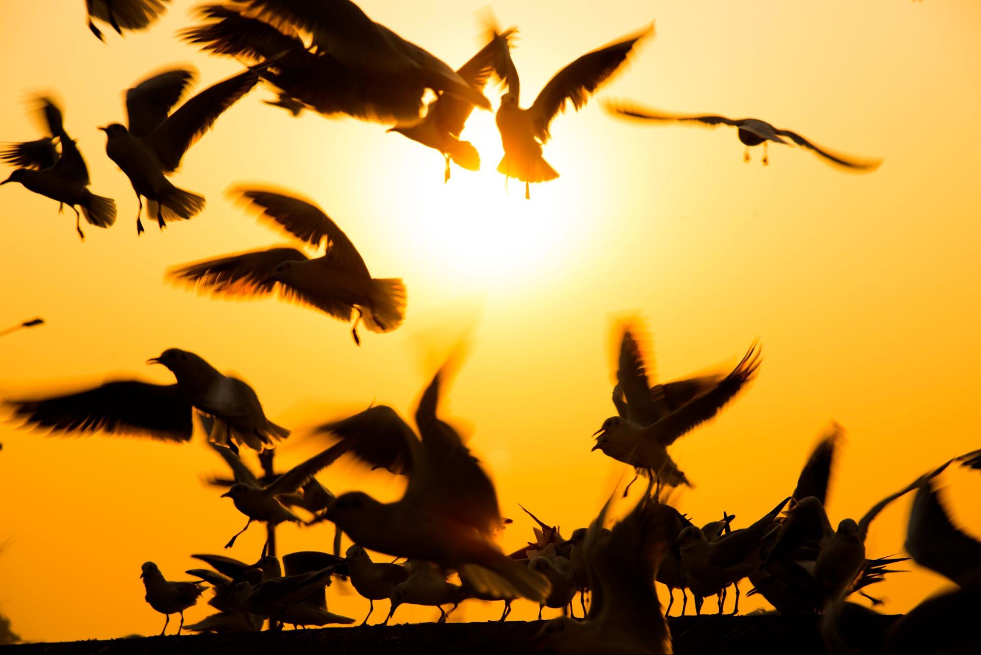 Silhouetted birds in a flock flying across a bright orange sunset.