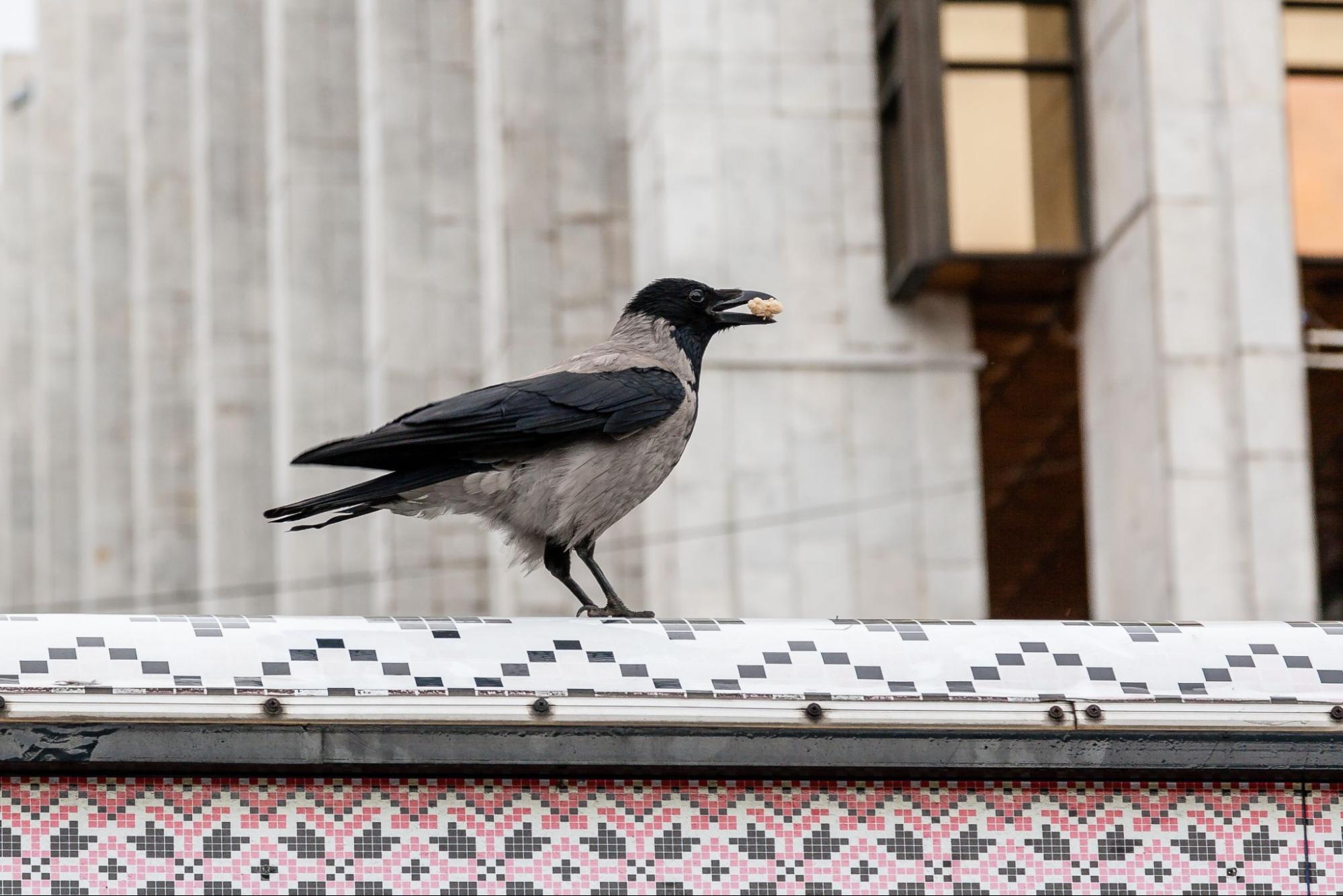 How to Get Rid of a Crow Infestation