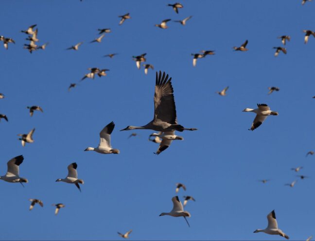 Flock of birds flying in the air.