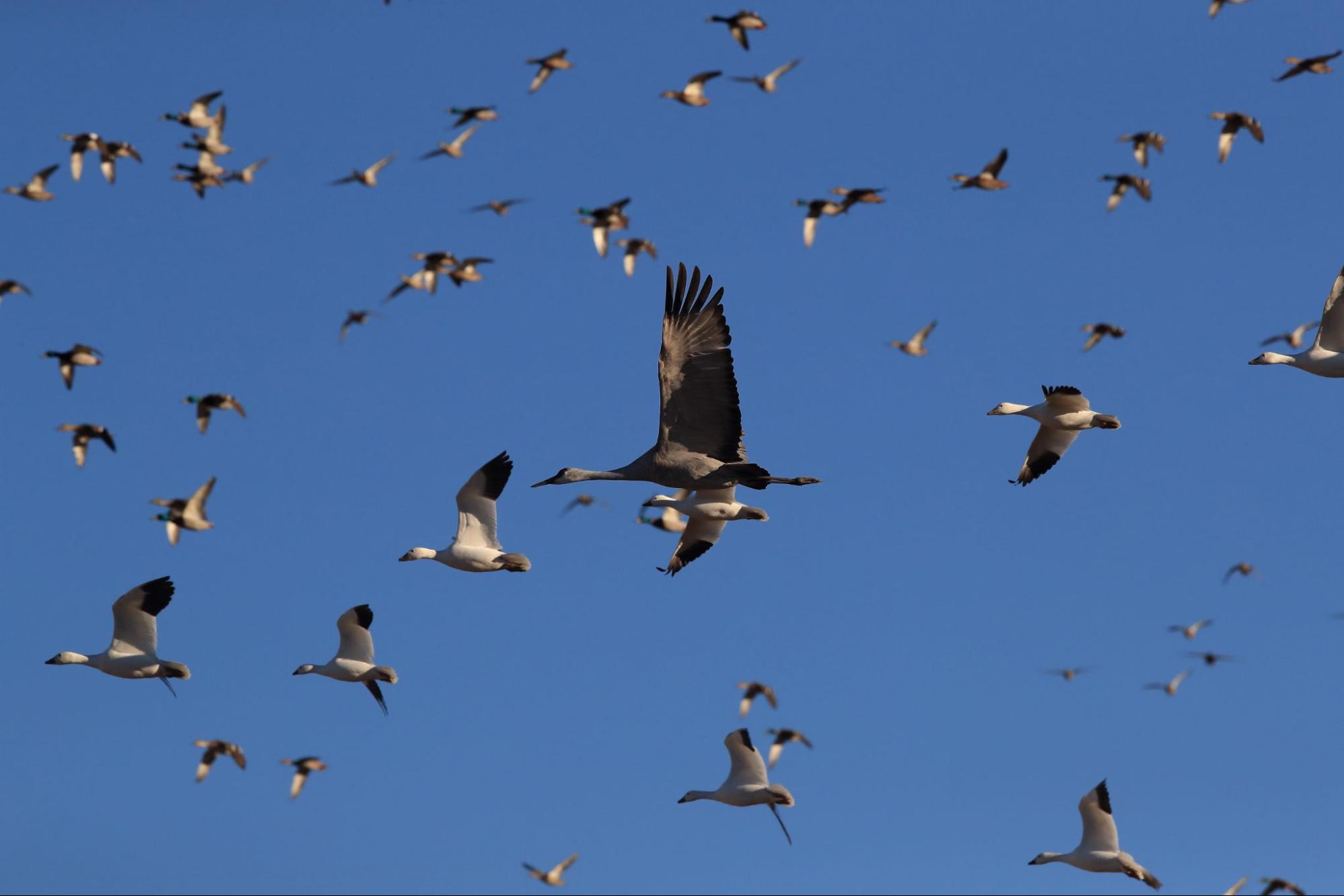 Why Elite Bird Management is Your Trusted Source for Bird Infestation Removal