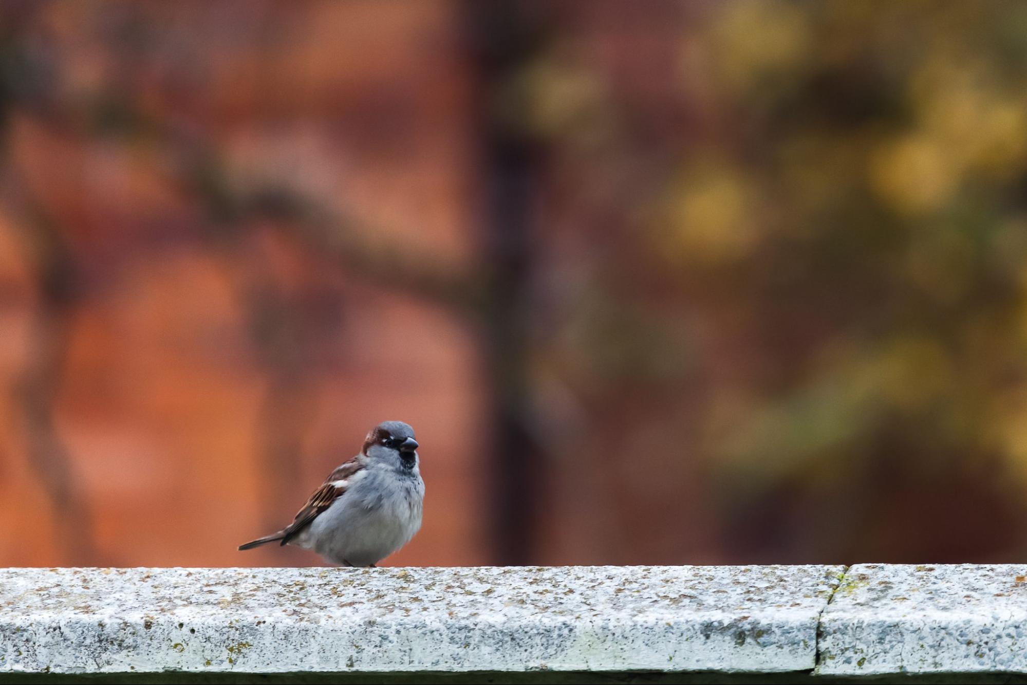 Sparrow perched on a concrete ledge that may require bird netting to prevent access and nesting