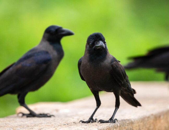 Three crows standing on a building ledge overlooking the surrounding area