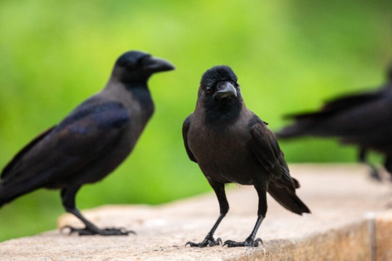 Three crows standing on a building ledge overlooking the surrounding area