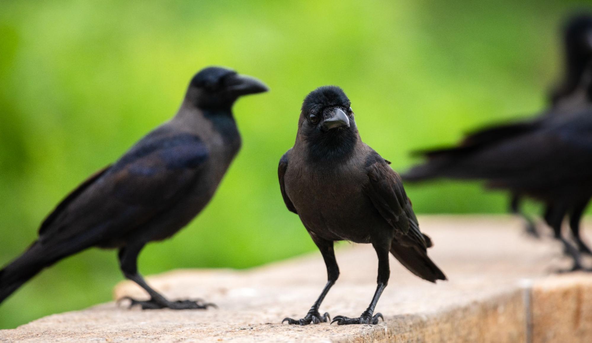 Controlling Crows: How Professionals Simplify the Process