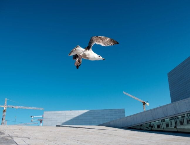 Seagull soaring above a commercial building protected by bird deterrents
