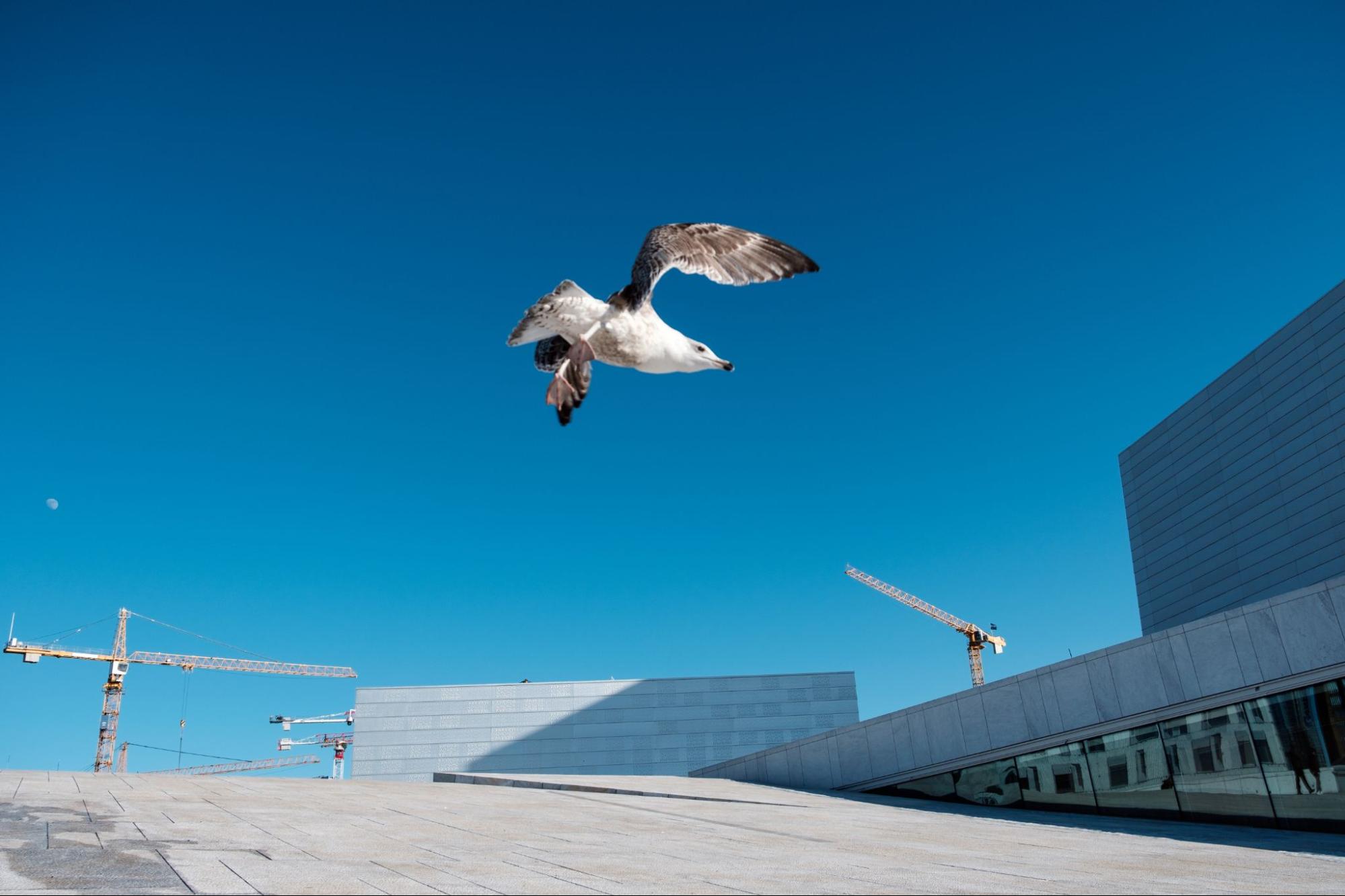 How to Choose the Best Bird Deterrent for Your Commercial Property