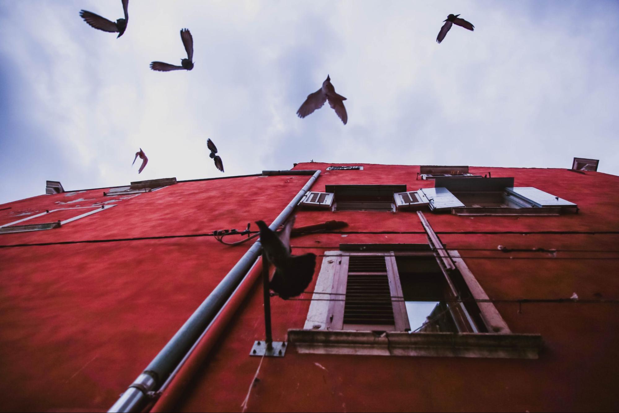 Pigeons flying near the facade of an old red commercial building needing bird deterrent solutions