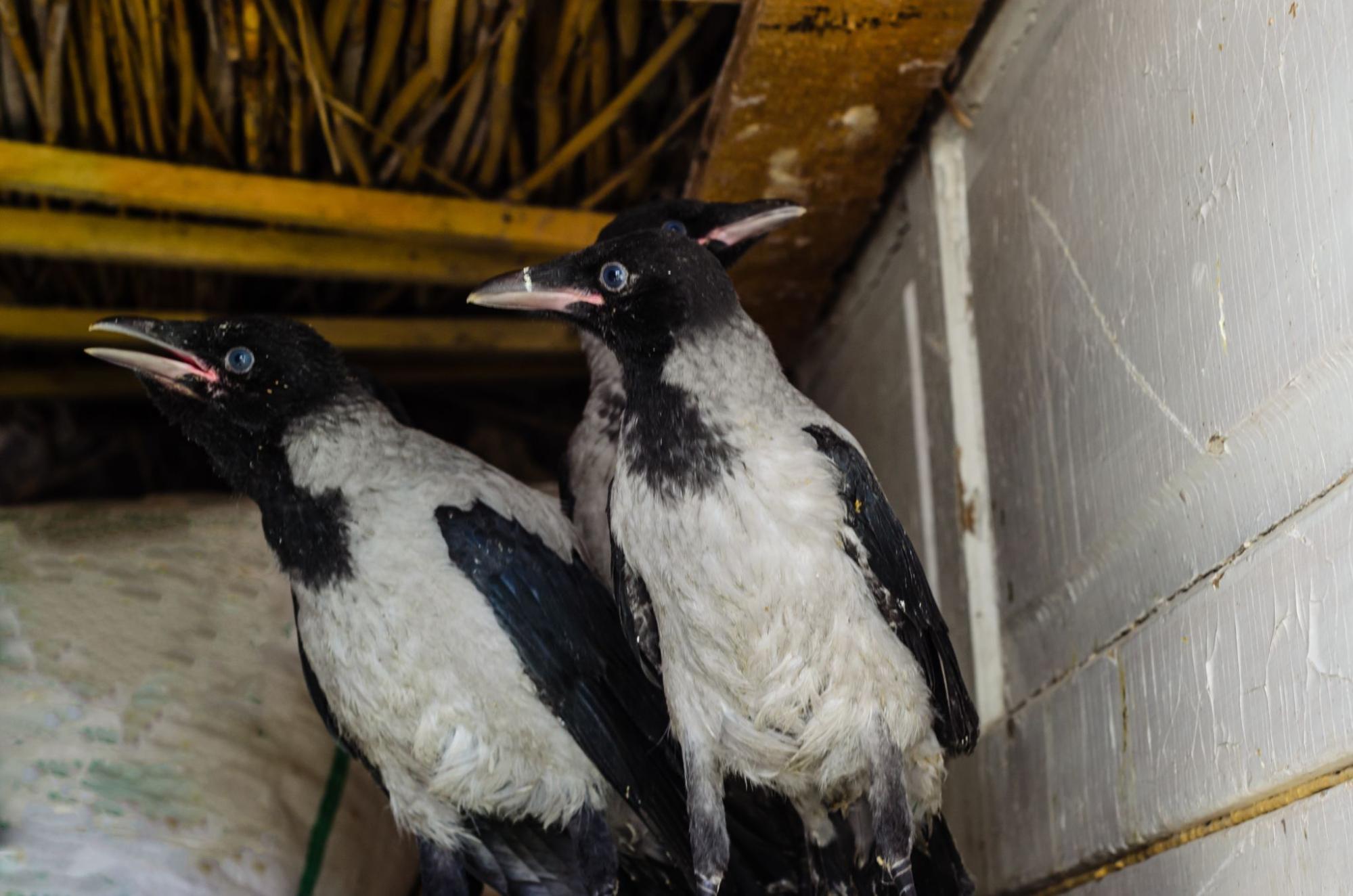 Two young hooded crows perched in a nest beneath a warehouse ceiling structure